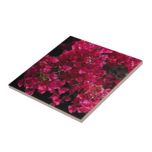 Bougainvillea Rode Tropische Klimmende Struik Foto Tegeltje