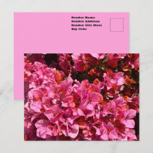 Bougainvillea Roze Tropische Klimmende Struik Foto Briefkaart