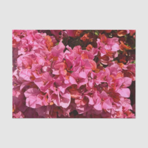Bougainvillea Roze Tropische Vining Shrub Foto Tissuepapier
