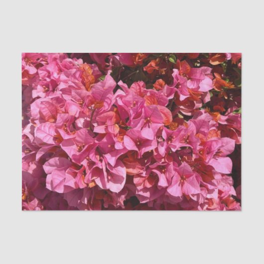 Bougainvillea Roze Tropische Vining Shrub Foto Tissuepapier (Voorkant)