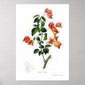 Bougainvillea spectabilis poster (Voorkant)