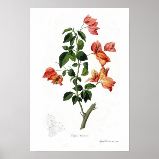 Bougainvillea spectabilis poster (Voorkant)