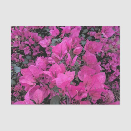 Bougainvillea Tissue Paper Tissuepapier (Voorkant)