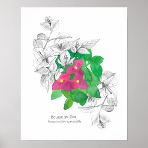Bougainvillea Tropische bloementaal van bloemen Poster