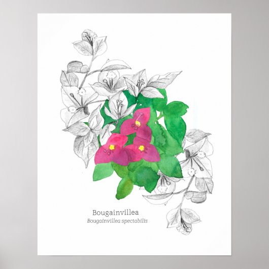 Bougainvillea Tropische bloementaal van bloemen Poster (Voorkant)