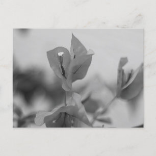 Bougainvillea Vine Blooms Zwart-wit Foto Briefkaart