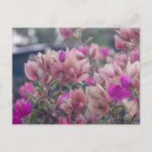 Bougainvilleabloemen