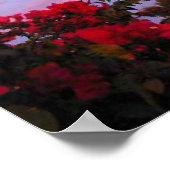 Bougainvilleas en Full Moon op Sunset Poster (Hoek)
