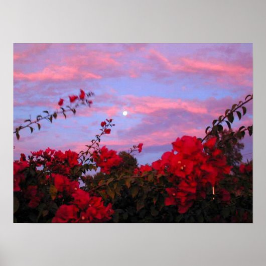 Bougainvilleas en Full Moon op Sunset Poster (Voorkant)