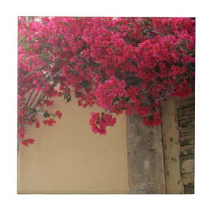 Bougainvillea's op een landelijk gebouw in Grieken Tegeltje
