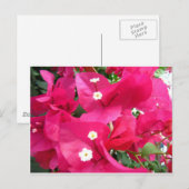 Bouganvilla Briefkaart (Voorkant / Achterkant)
