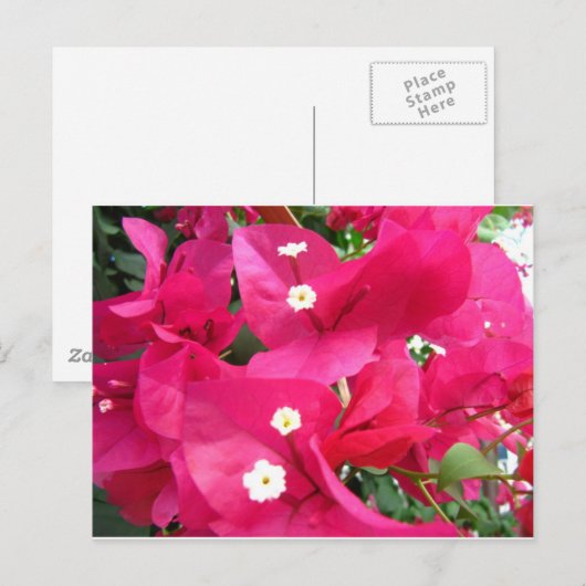 Bouganvilla Briefkaart (Voorkant / Achterkant)