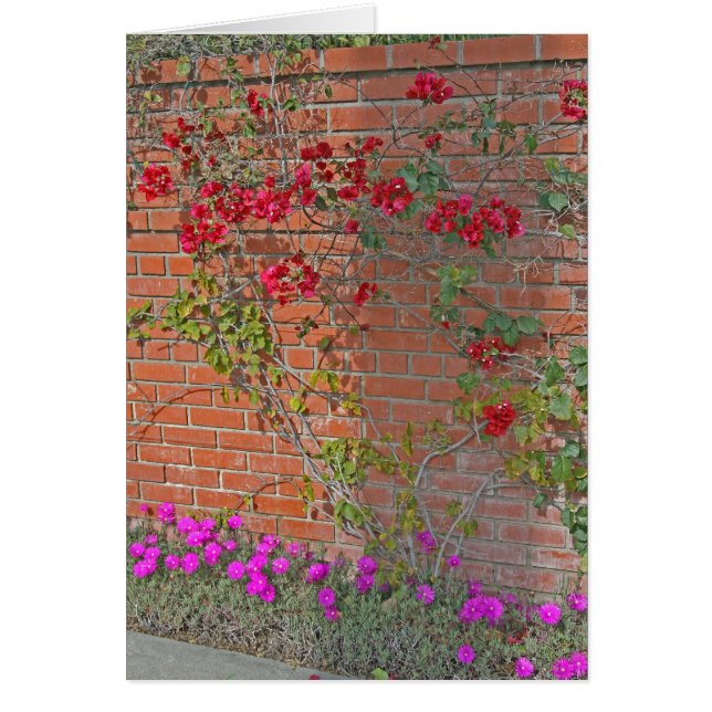 Bouganvillea (Voorkant)