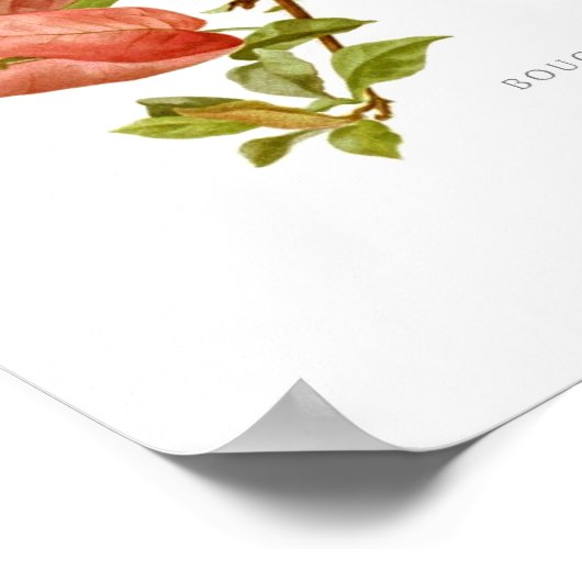 Bouganvillea spectablis poster (Hoek)