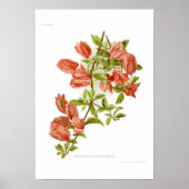 Bouganvillea spectablis poster (Voorkant)