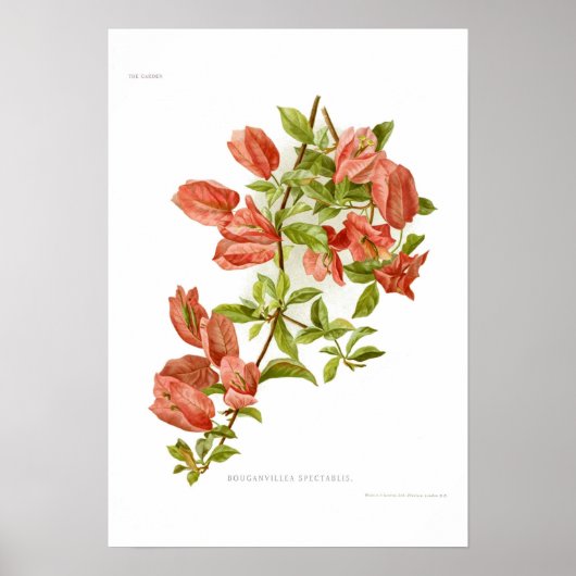 Bouganvillea spectablis poster (Voorkant)