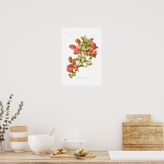 Bouganvillea spectablis poster (Keuken)