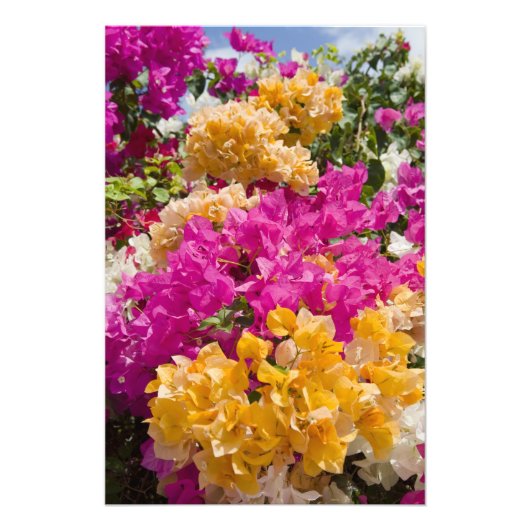 Bouganvilleau, Cayman Brac, Kaaimaneilanden, Foto Afdruk (Voorkant)