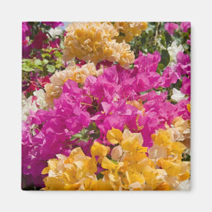 Bouganvilleau, Cayman Brac, Kaaimaneilanden, Magneet