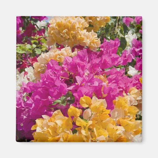 Bouganvilleau, Cayman Brac, Kaaimaneilanden, Magneet (Voorkant)