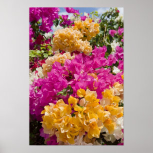 Bouganvilleau, Cayman Brac, Kaaimaneilanden, Poster