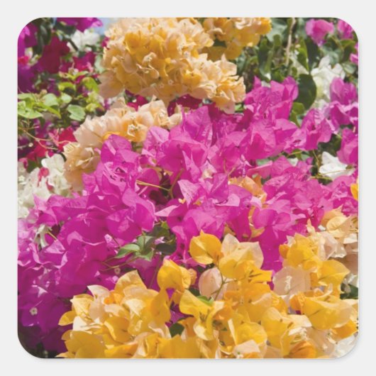 Bouganvilleau, Cayman Brac, Kaaimaneilanden, Vierkante Sticker (Voorkant)