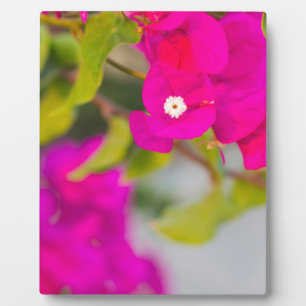 bouganvillia bloemen fotoplaat