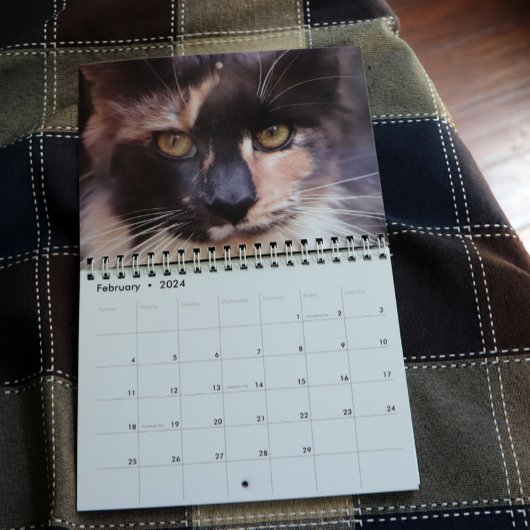 Bougie Verdunnen Calico Maine Coon Cat Kalender