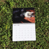 Bougie Verdunnen Calico Maine Coon Cat Kalender