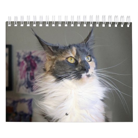 Bougie Verdunnen Calico Maine Coon Cat Kalender (Hoes)