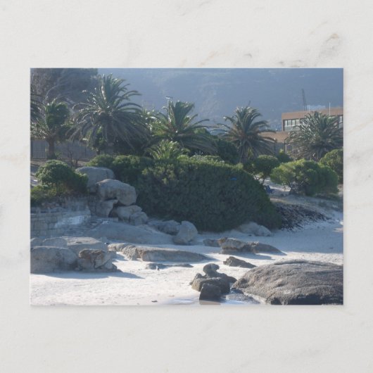 Boulders Beach - Cape Town Briefkaart (Voorkant)