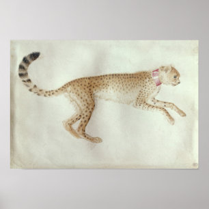 Bounding cheetah met een rode kraag poster