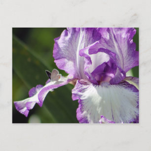 Bounful Butterfly Iris Fotografie Briefkaart