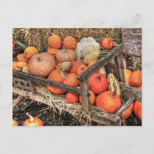 Bounty Pumpkins Briefkaart (Voorkant)