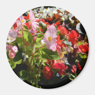 Bouquet van Begonias... Magneet