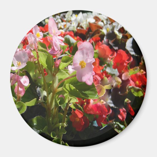 Bouquet van Begonias... Magneet (Voorkant)