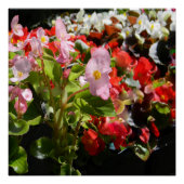 Bouquet van Begonias... Perfect Poster (Voorkant)