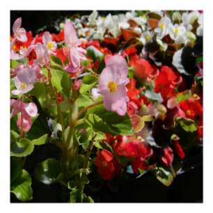 Bouquet van Begonias... Perfect Poster