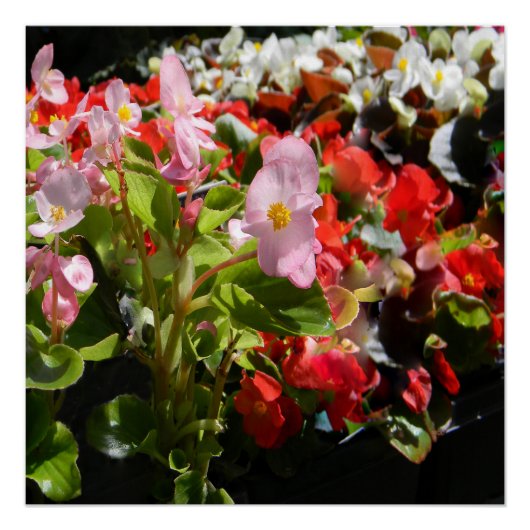 Bouquet van Begonias... Perfect Poster (Voorkant)