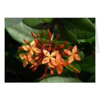 Bouquet van Ixora