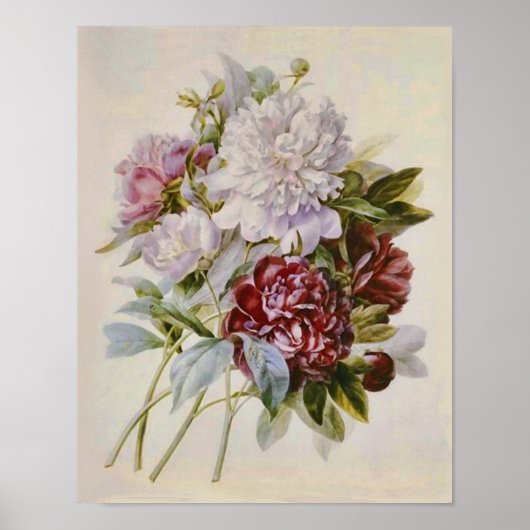 Bouquet van Peonies van Pierre Redoute Poster (Voorkant)