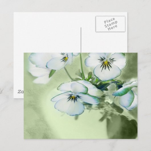 Bouquet van Witte Pansies over Groene Achtergrond Briefkaart (Voorkant / Achterkant)