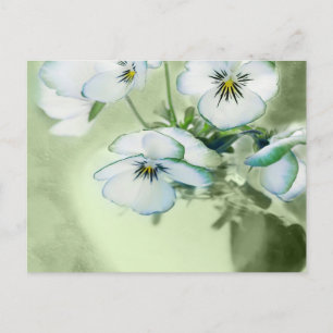 Bouquet van Witte Pansies over Groene Achtergrond Briefkaart