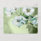 Bouquet van Witte Pansies over Groene Achtergrond Briefkaart (Voorkant)