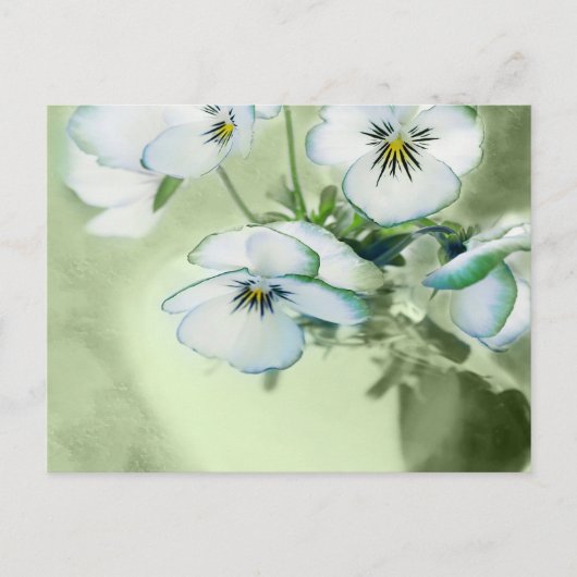 Bouquet van Witte Pansies over Groene Achtergrond Briefkaart (Voorkant)