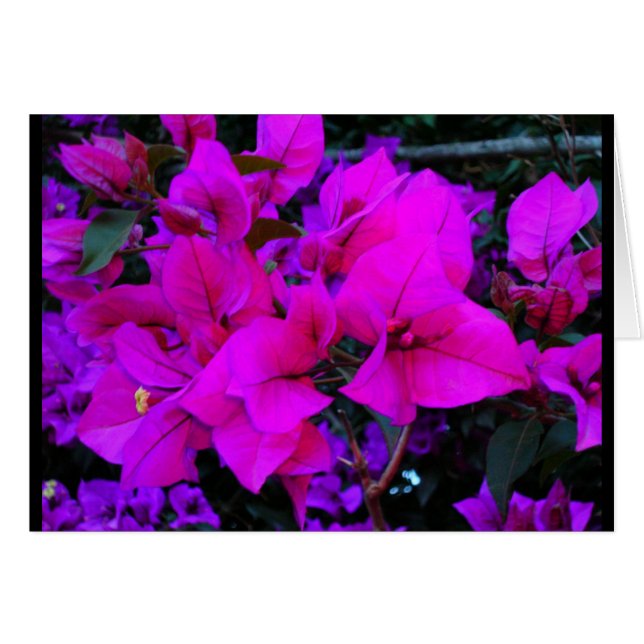 bourgenvilla (Voorkant Horizontaal)