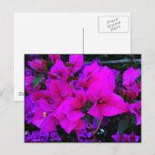 bourgenvilla briefkaart (Voorkant / Achterkant)