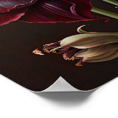 Bourgogne Amaryllis Bloemenkunst Print Poster (Hoek)