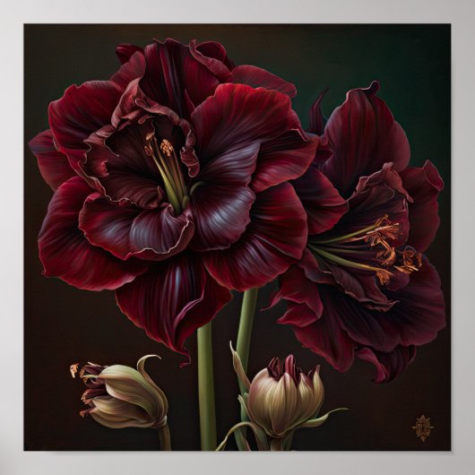 Bourgogne Amaryllis Bloemenkunst Print Poster (Voorkant)