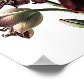 Bourgogne Amaryllis Bloemenkunst Print Poster (Hoek)